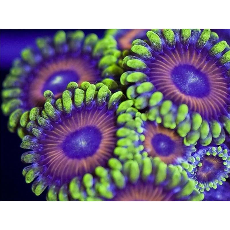 Zoanthus mix color Frag - imagine 4